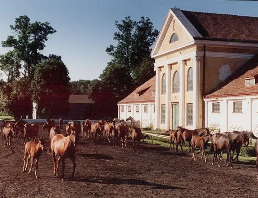 Stadnina Koni Kozienice: Odkryj Stuletnią Tradycję i Pełną Ofertę