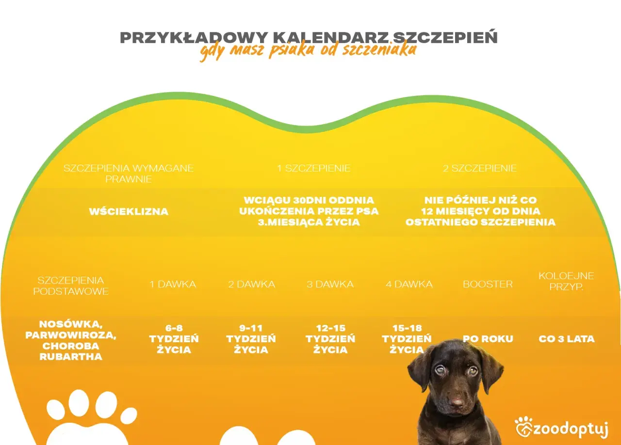 Kalendarz szczepień psa: od szczeniaka do dorosłości. Wścieklizna, nosówka i parwowiroza – ważne szczepienia dla zdrowia pupila.