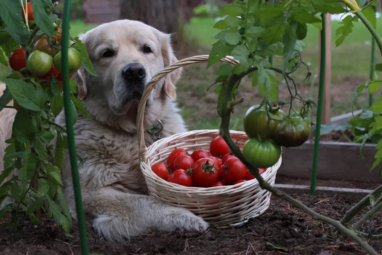 Golden retriever leży obok koszyka pełnego pomidorów w ogrodzie.