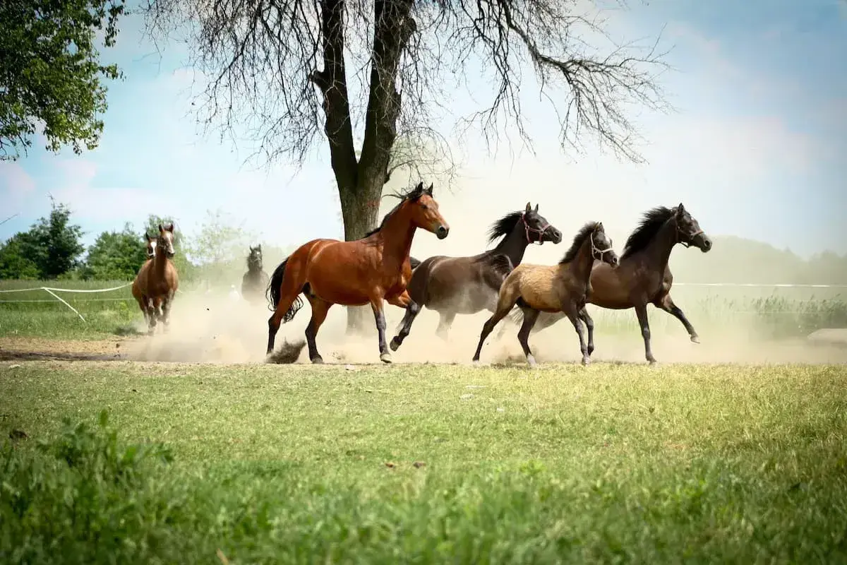 Stado koni pędzi przez łąkę, wzbijając tumany kurzu. Ich galop jest szybszy od kłusa, a wiatr rozwiewa grzywy.