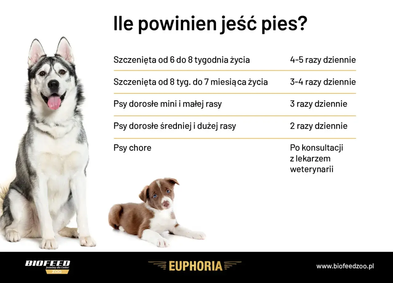 Tabela: ile powinien jeść szczeniak i dorosły pies. Podział na wiek i rasę, a także zalecenia dla psów chorych.