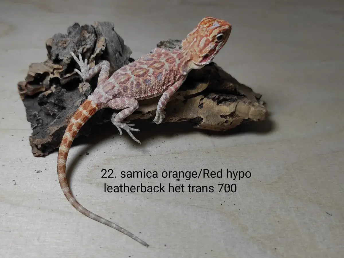 Urocza agama brodata, samica orange/red hypo leatherback, het trans. Sprawdź atrakcyjną agama brodata cenę!