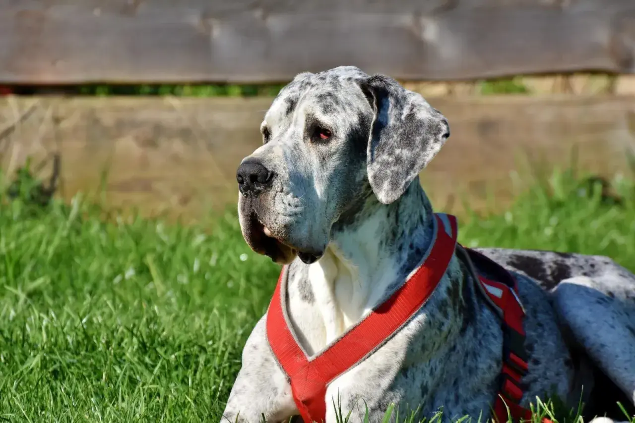 Duży dog niemiecki w czerwonej uprzęży leży na trawie. Zastanawiasz się, ile kosztuje uśpienie psa?