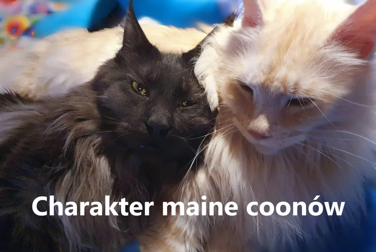 Dwa koty rasy Maine Coon, jeden czarny, drugi jasny, przytulają się do siebie.
