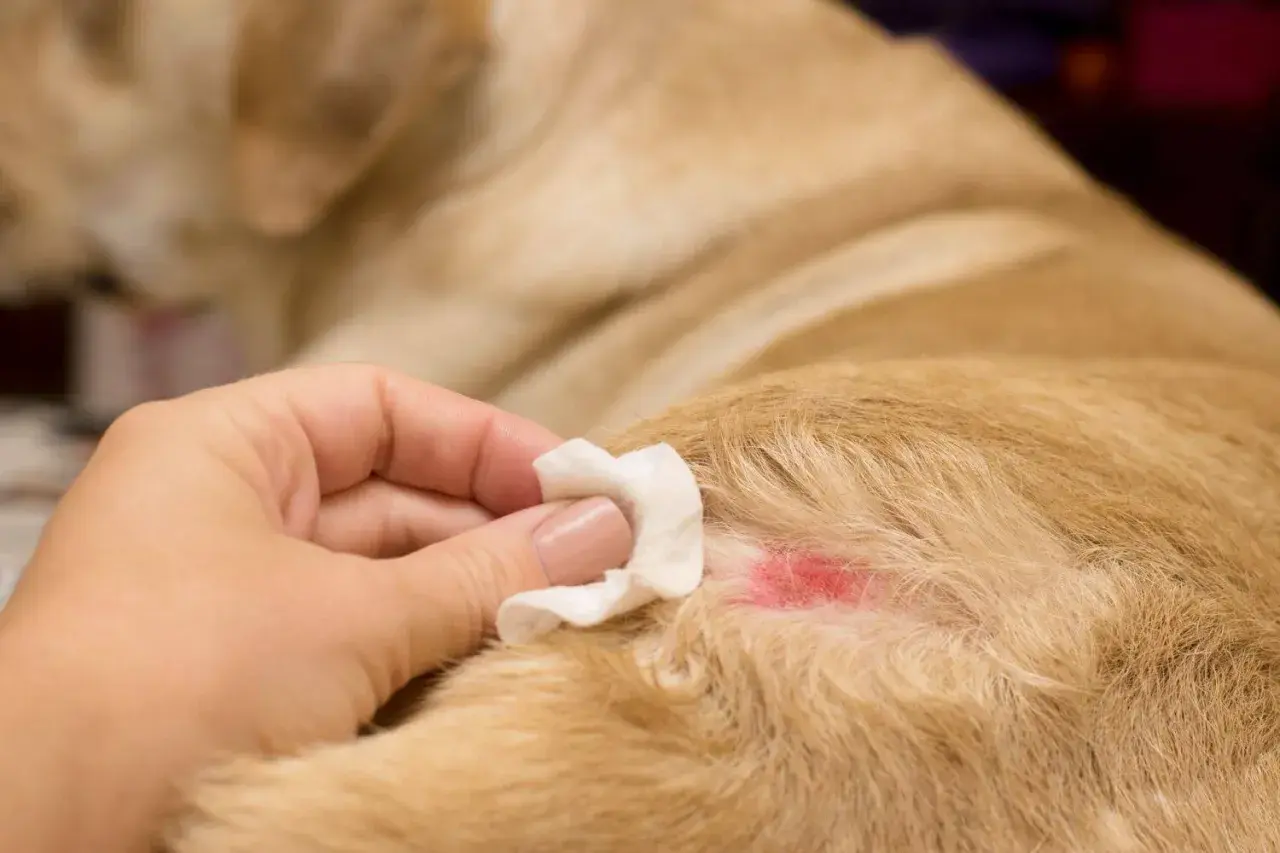 Delikatna dłoń czyści zaczerwienioną skórę psa, która może być objawem atopowego zapalenia skóry.