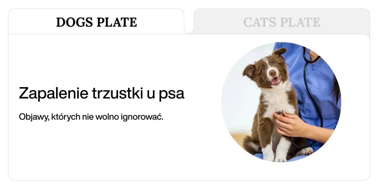 Weterynarz osłuchuje stetoskopem brązowo-białego szczeniaka.