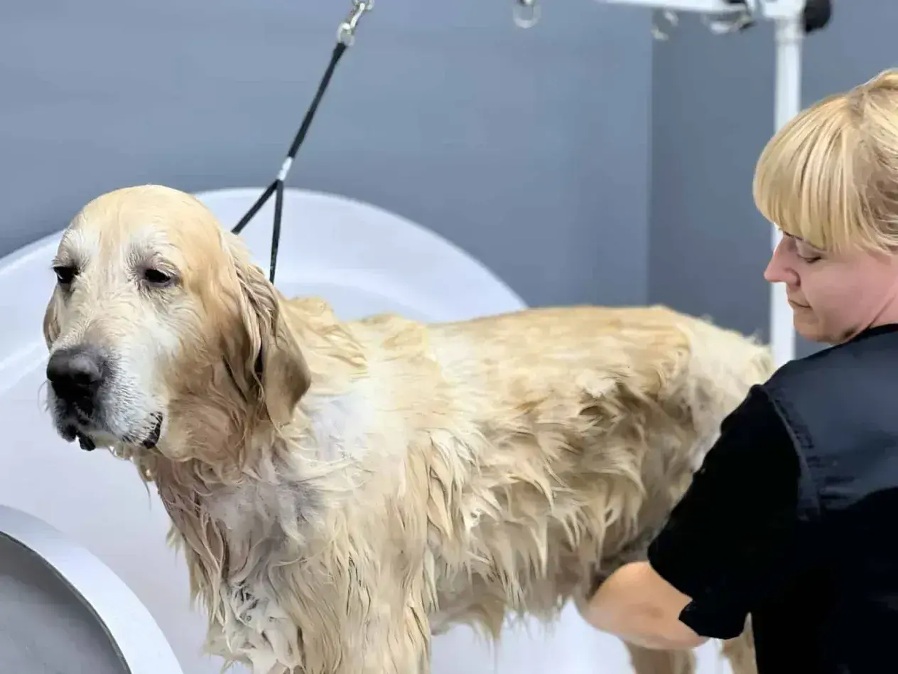 Złoty retriever w wannie, mokry, z widocznym podszerstkiem, podczas kąpieli przez groomera.