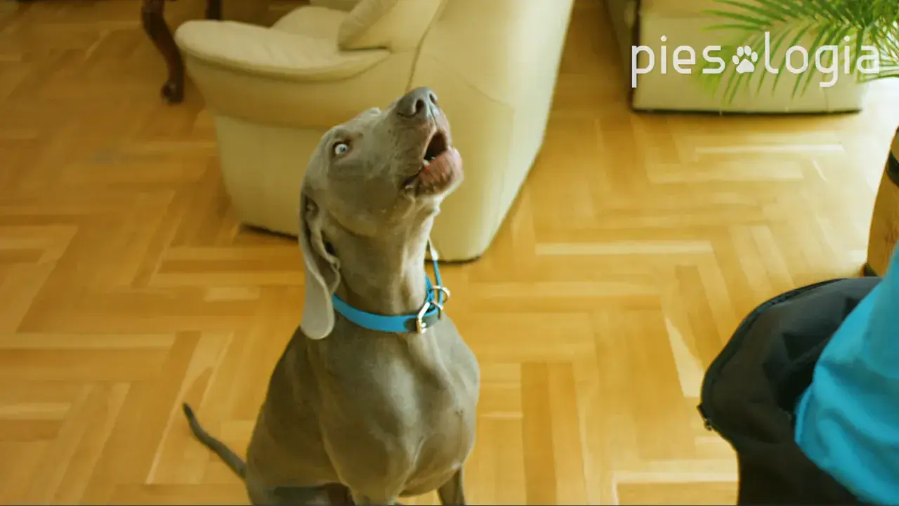 Szary pies w niebieskiej obroży szczeka, patrząc w górę.