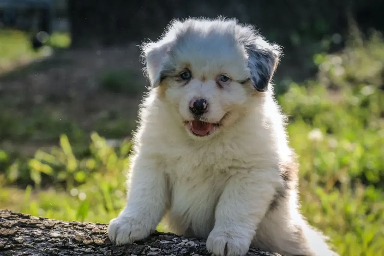 Uroczy szczeniak rasy australian shepherd siedzi na pniu drzewa, patrząc w obiektyw.