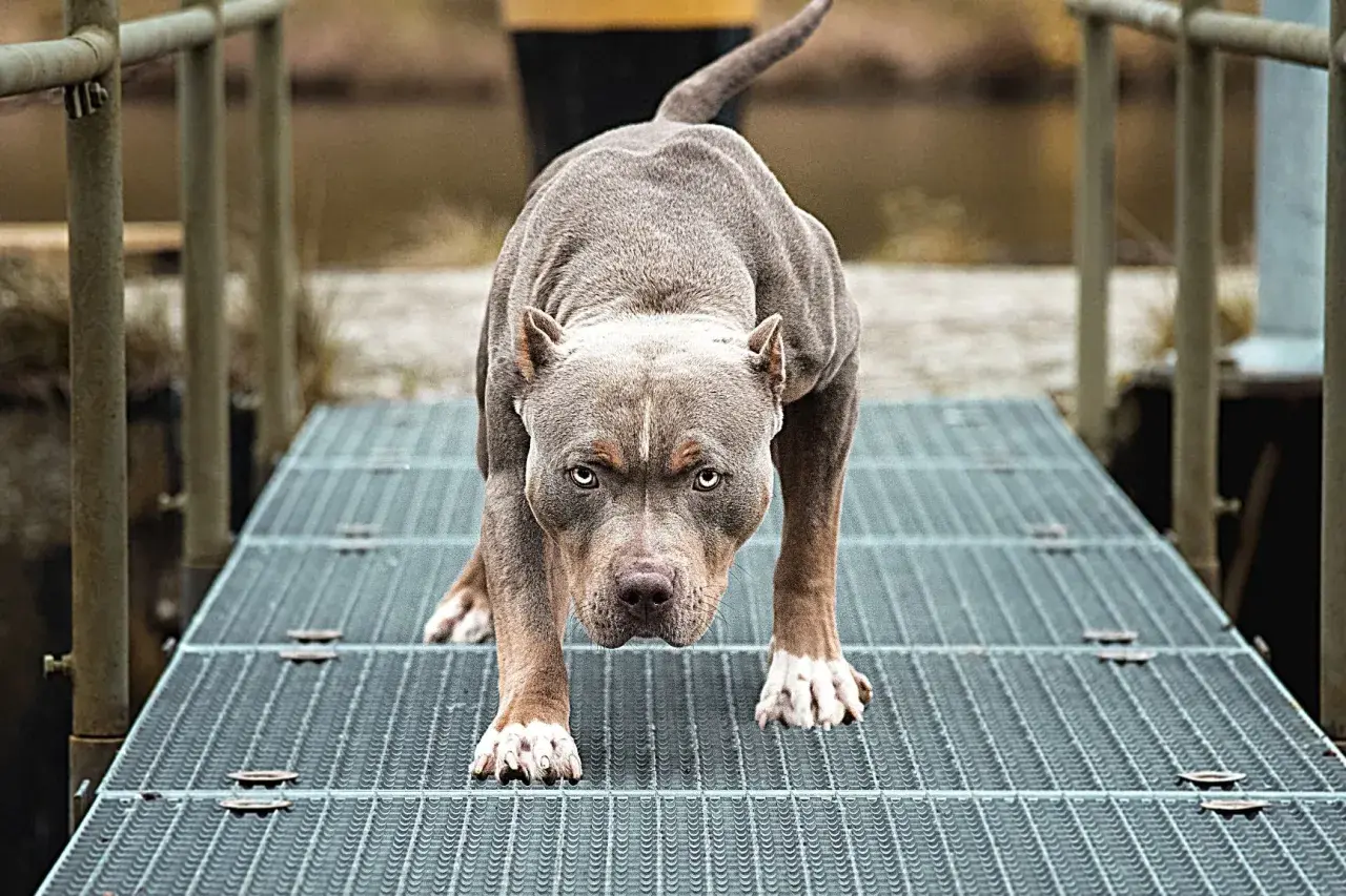 Potężny pies rasy pitbull, często zaliczany do niebezpiecznych ras psów, w pozycji gotowości na metalowej kładce.