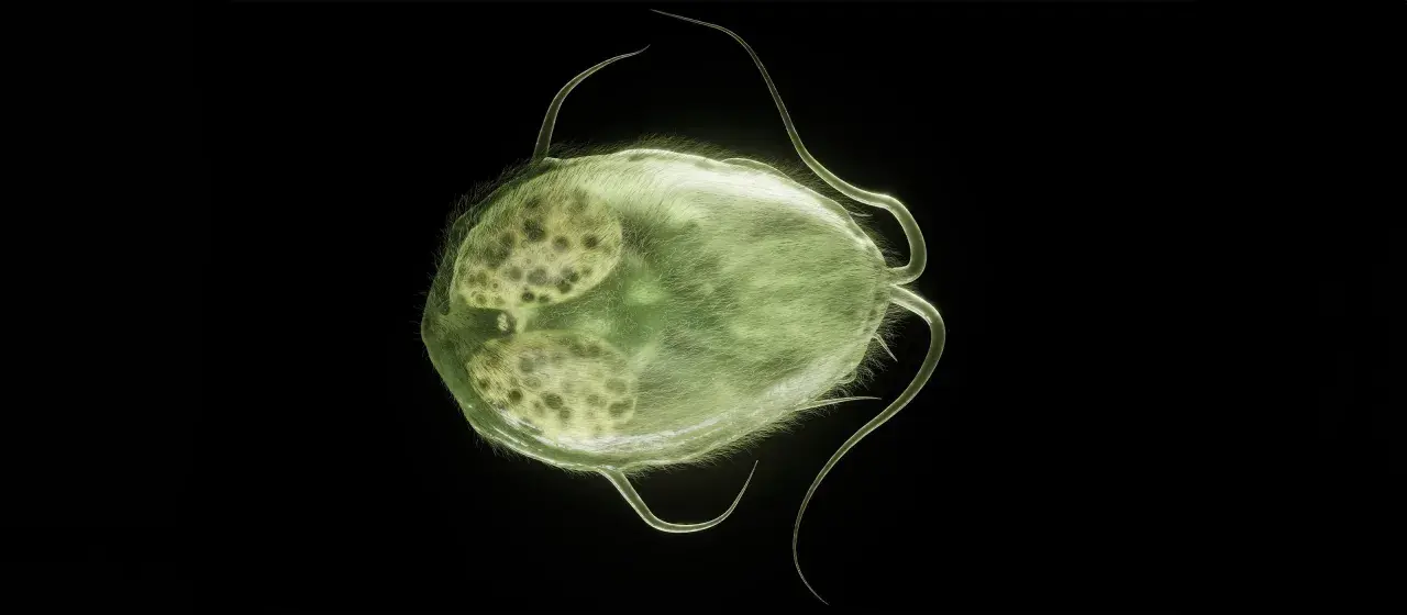 Zielona, owłosiona Giardia u psa, z widocznymi jądrami, porusza się za pomocą wici.