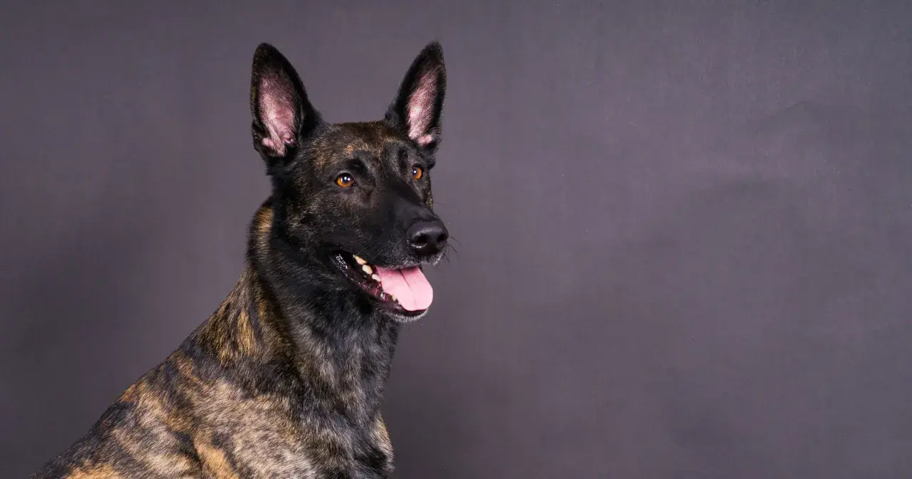 Portret psa rasy malinois z pręgowanym umaszczeniem, z otwartym pyskiem i wystawionym językiem.
