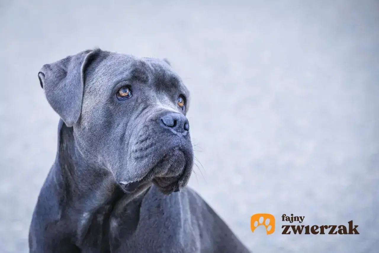 Piękny pies rasy cane corso blue o łagodnym spojrzeniu.