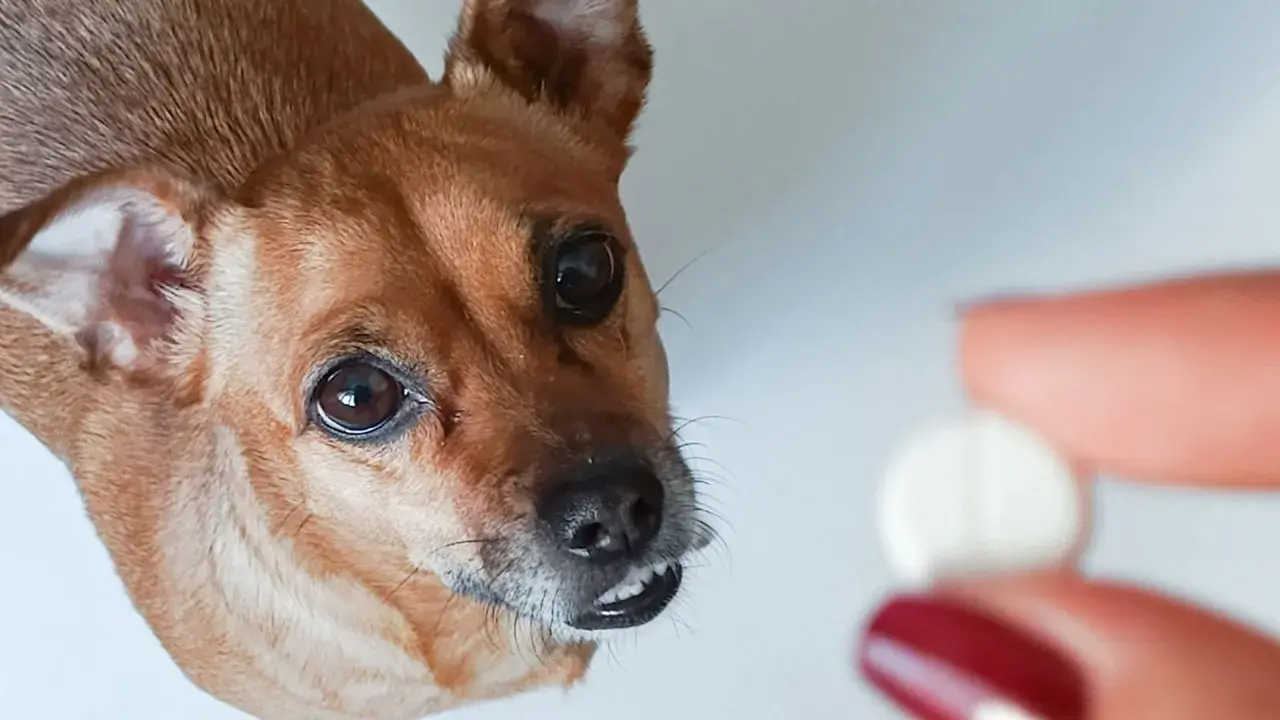 Mały piesek patrzy na tabletkę. Czy to paracetamol dla psa?