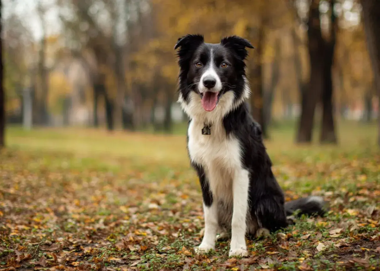 Piękny owczarek border collie siedzi w jesiennym parku, otoczony opadłymi liśćmi.