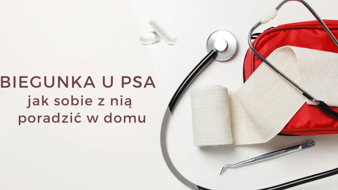Biegunka u psa? Zestaw pierwszej pomocy z bandażem i stetoskopem, a także kapsułki, które mogą przypominać smecta dla psa.