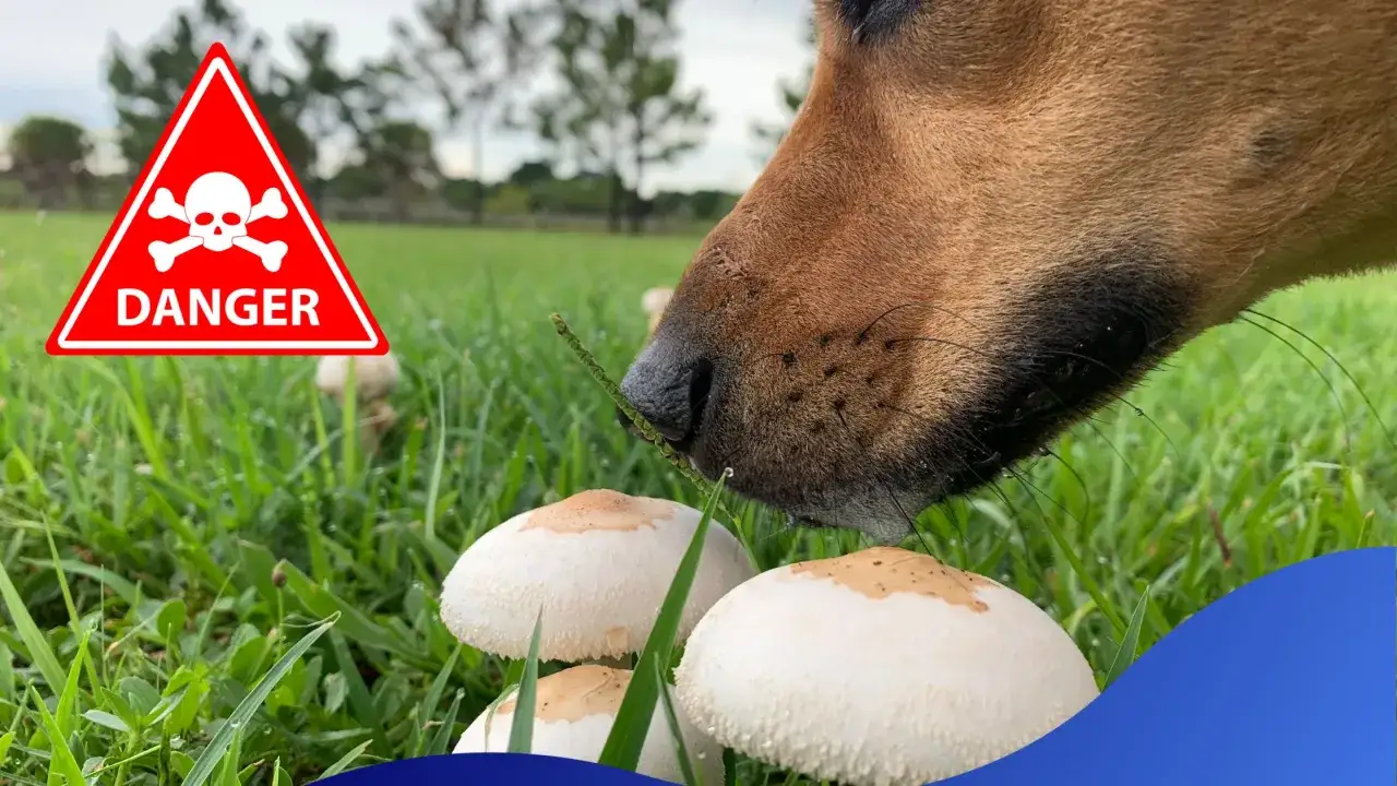 Ostrzeżenie: czy pies może jeść pieczarki? Pies wącha grzyby na trawie, obok znaku ostrzegawczego.