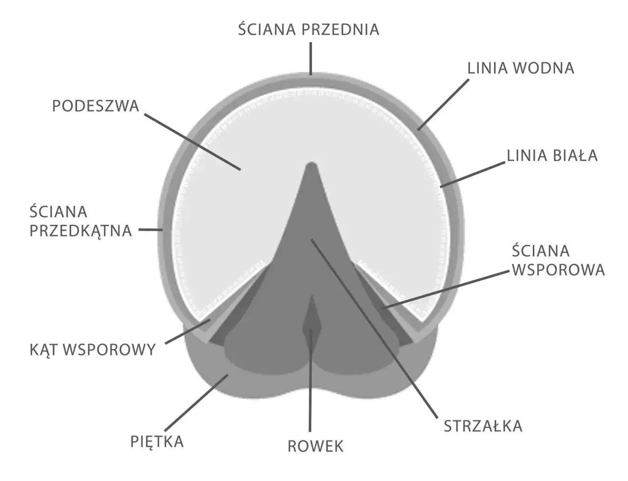 Schematyczny przekrój kopyta konia z zaznaczonymi elementami: podeszwa, strzałka, piętka, ściana przednia, ściana przedkątna, ściana wsporowa, kąt wsporowy, linia wodna i linia biała.
