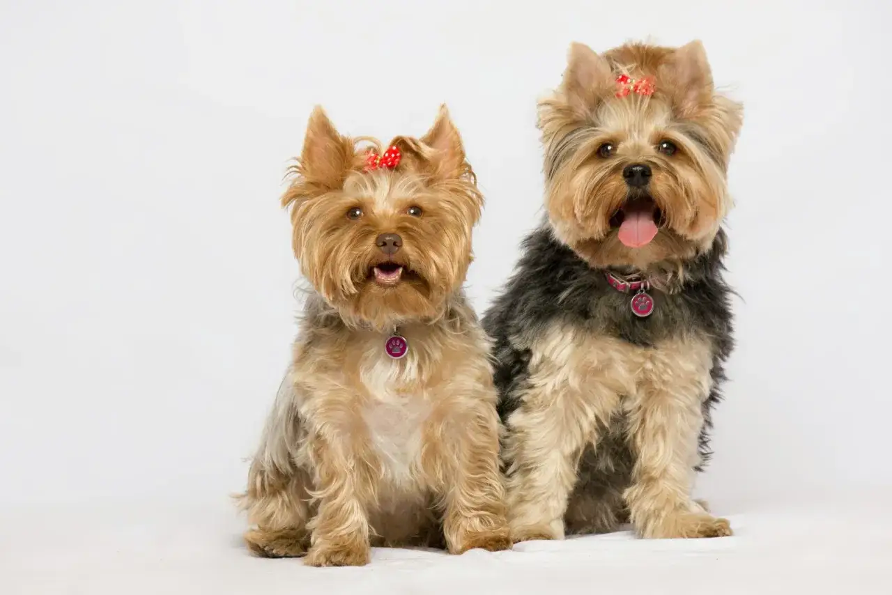 Yorkshire Terrier włosy vs sierść porównanie