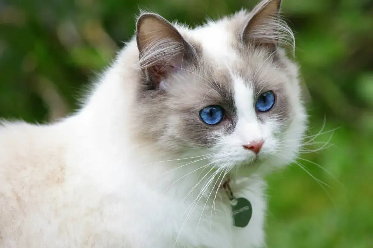 Piękny kot rasy Ragdoll z niebieskimi oczami i białym futrem, z zieloną obrożą na szyi.