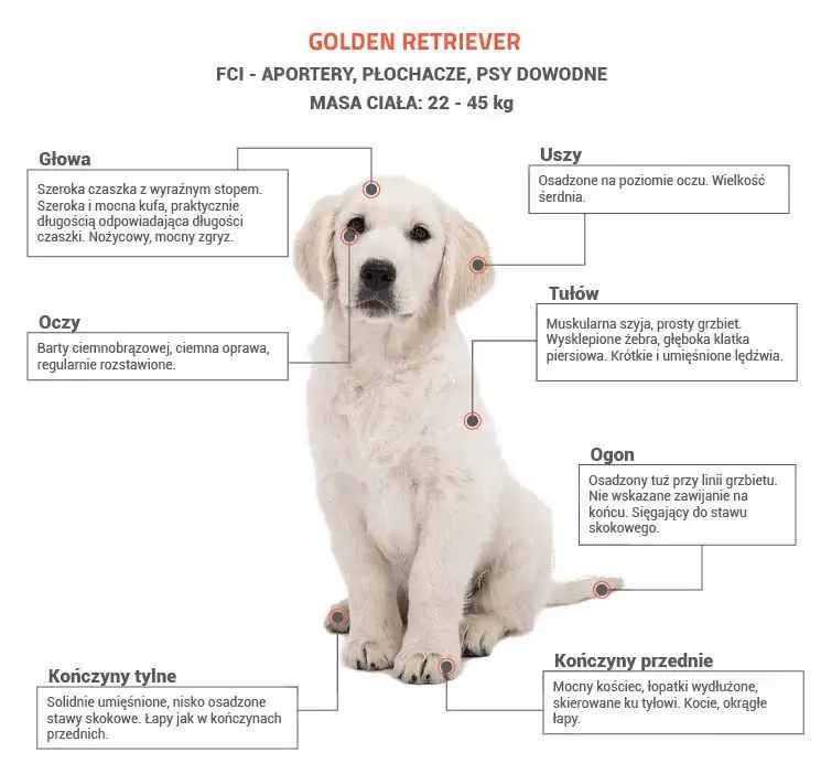 Golden Retriever sierść budowa