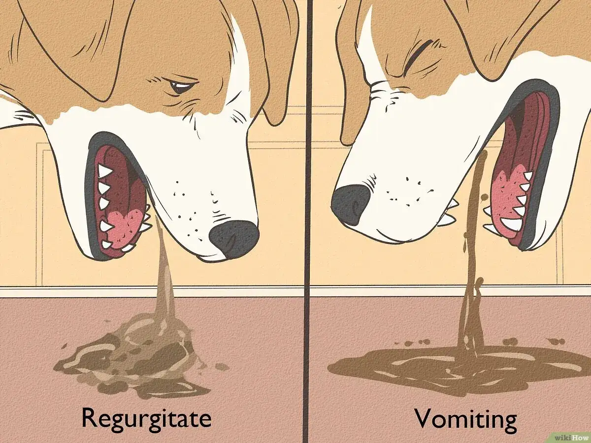 Ilustracja pokazuje dwa psy. Jeden pies wymiotuje, drugi zwraca niestrawiony pokarm. Nie ma krwi.