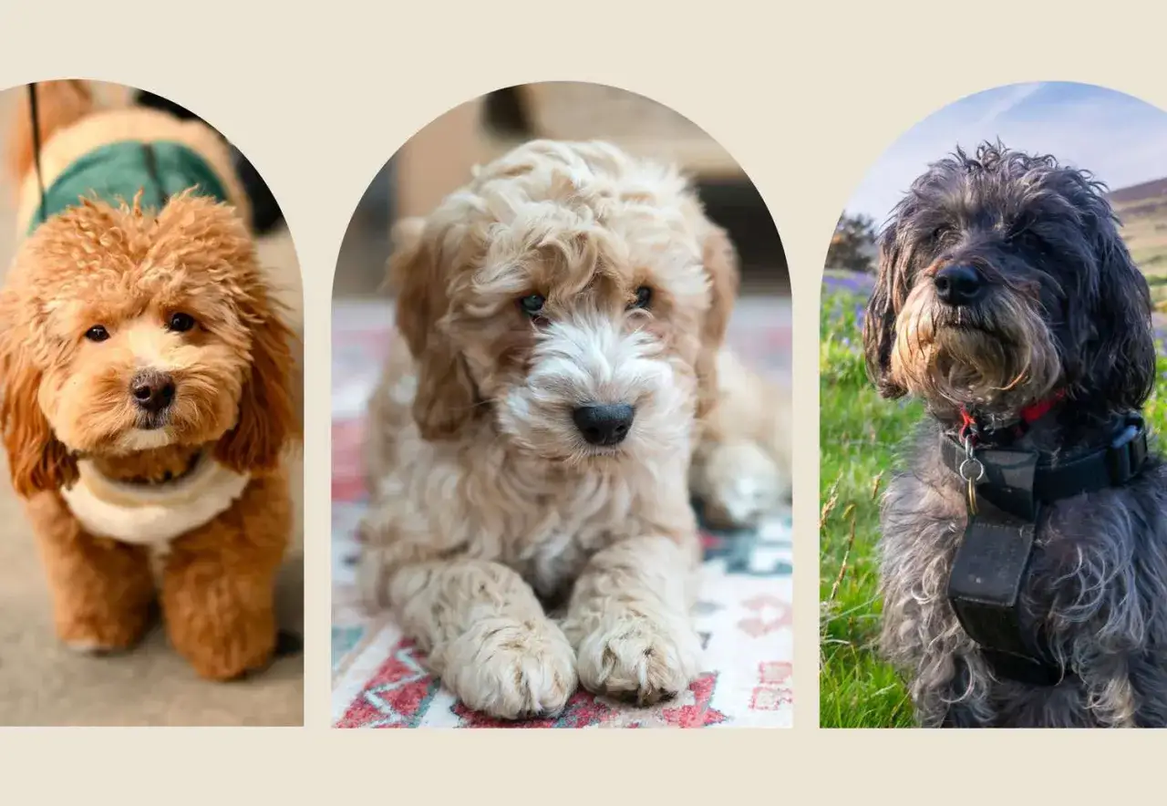 Trzy urocze doodle pies: rudy w sweterku, beżowy szczeniak na dywanie i ciemny na tle łąki.