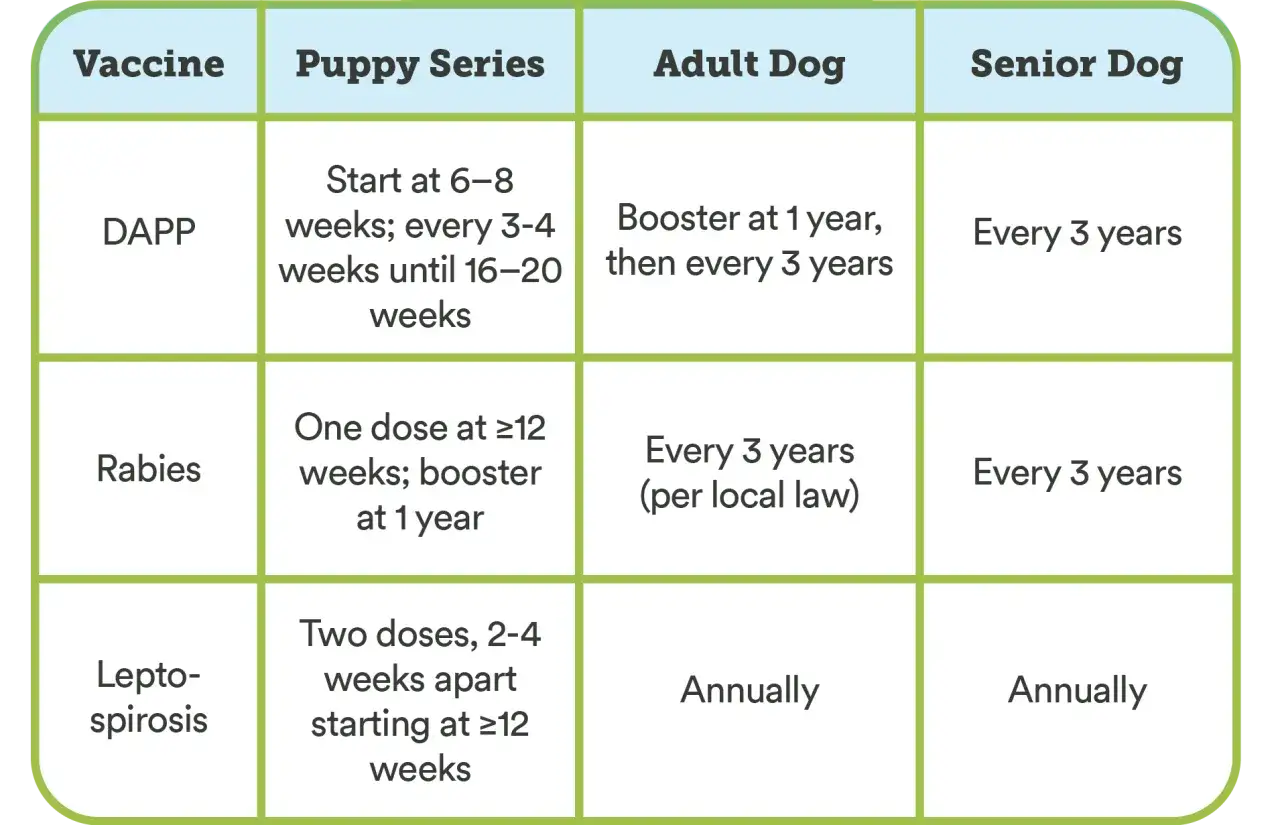 Harmonogram szczepienia szczeniaka: DAPP od 6-8 tyg., Rabies od 12 tyg., Leptospiroza od 12 tyg.