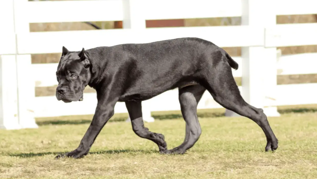 Czarny pies rasy cane corso, o imponującej budowie, porusza się po trawie. Jego waga jest odpowiednia do jego masywnej sylwetki.