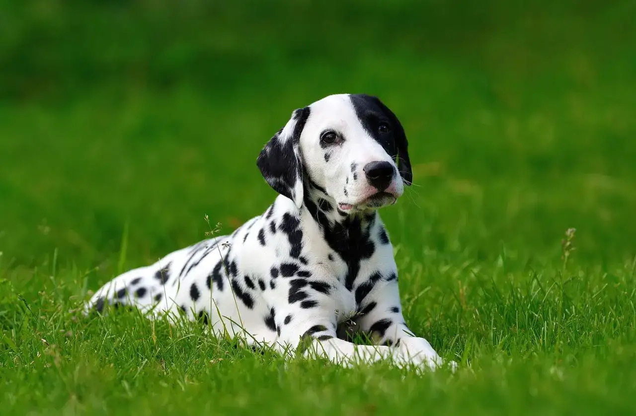 Uroczy dog o białej sierści w czarne cętki leży na zielonej trawie, wyglądając jak żywa plama.