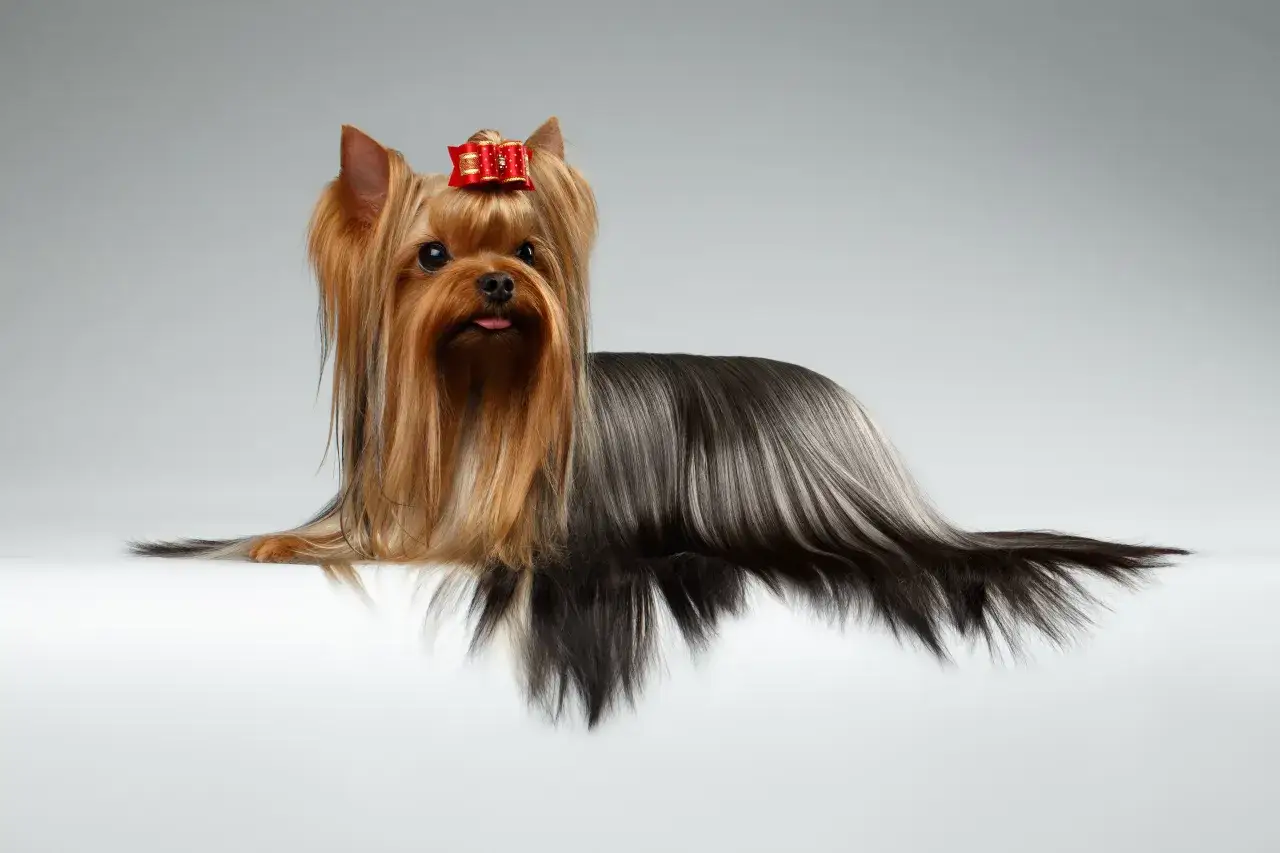 Kolaż zdjęć ras psów zmieniających kolor sierści: Yorkshire Terrier, Dalmatyńczyk, Bedlington Terrier