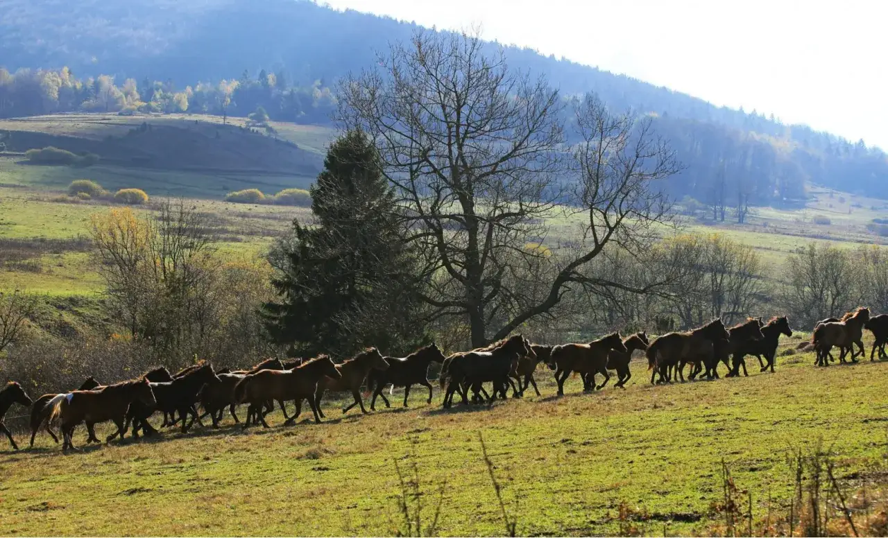 stadnina koni huculskich gładyszów konie beskid niski