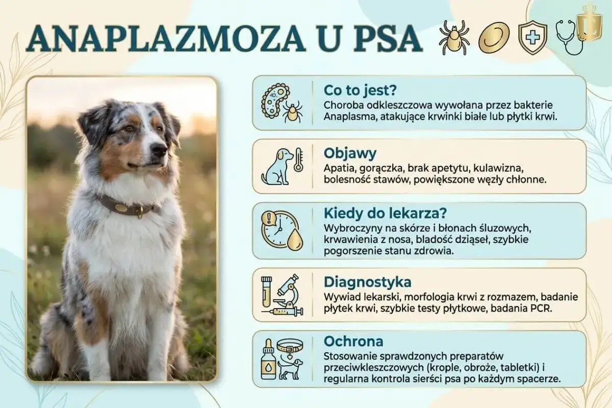 Pies z anaplazmozą, chorobą odkleszczową. Objawy: apatia, gorączka, kulawizna. Zapobieganie: preparaty przeciwkleszczowe.