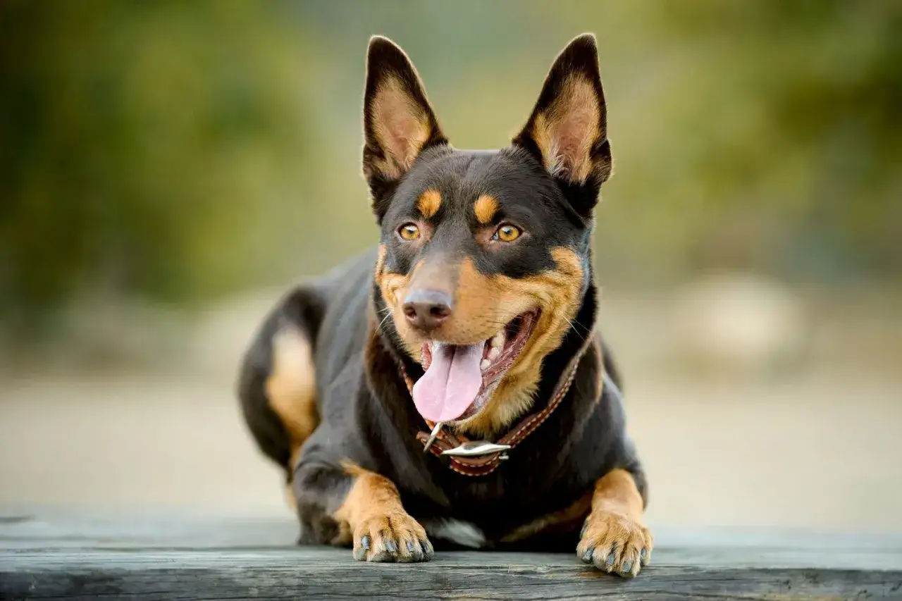 Uśmiechnięty australijski pies rasy Kelpie leży na drewnianej ławce, z językiem na wierzchu.