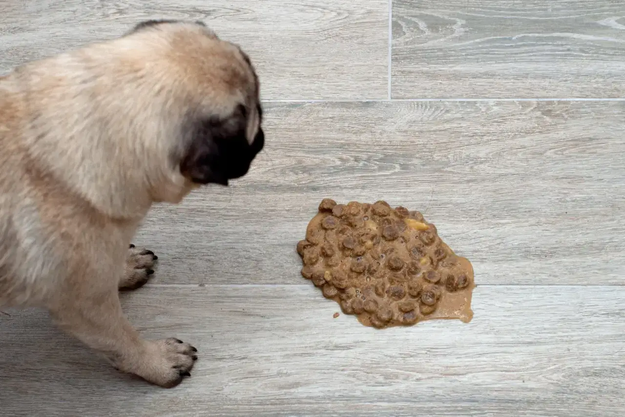 Mops patrzy na kupkę niestrawionego jedzenia, którą właśnie zwymiotował.