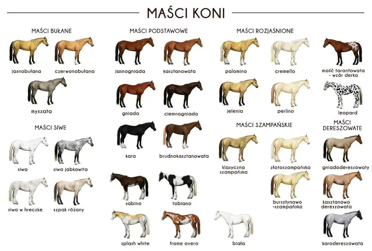 Srokaty koń, czyli koń tarantowaty, to jeden z wielu wariantów umaszczenia koni przedstawionych na schemacie.