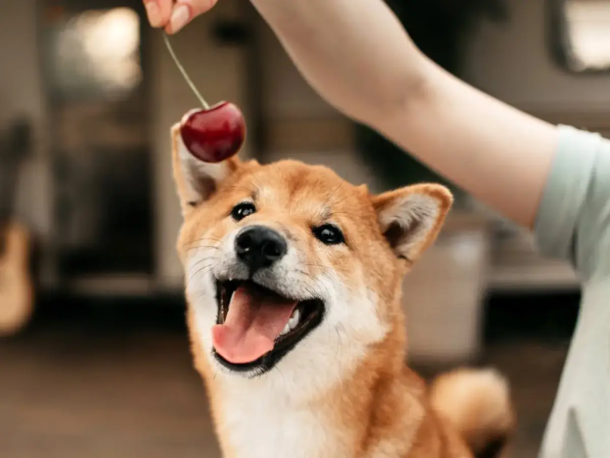 Uśmiechnięty pies rasy Shiba Inu patrzy na wisienkę. Czy pies może jeść czeresnie? To pytanie nurtuje wielu właścicieli.