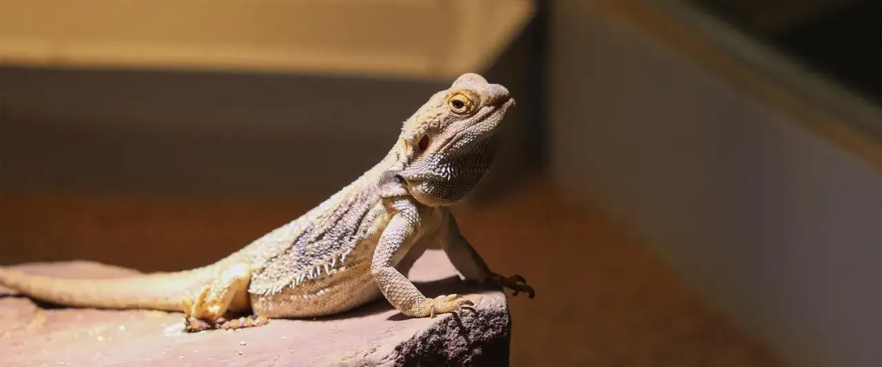 Agama brodata cena: młody gad na kamieniu, gotowy do adopcji.