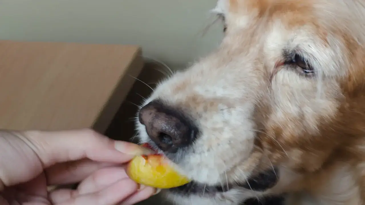 Złoty retriever zjada kawałek brzoskwini podany z ręki. Czy pies może brzoskwinie? Tak, w umiarkowanych ilościach.