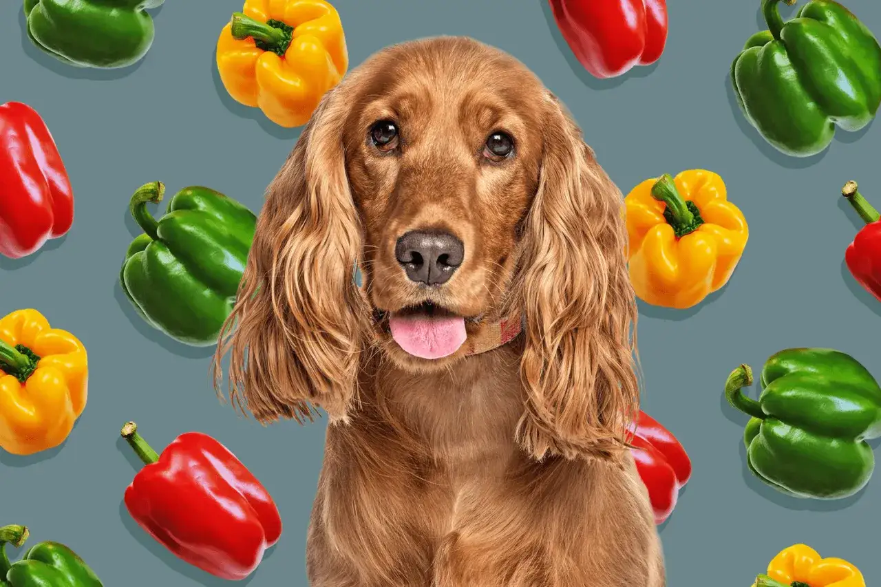Czy pies może jeść paprykę? Uroczy piesek rasy cocker spaniel spogląda na kolorowe papryki: czerwoną, żółtą i zieloną.
