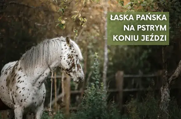 pstry koń przysłowie znaczenie