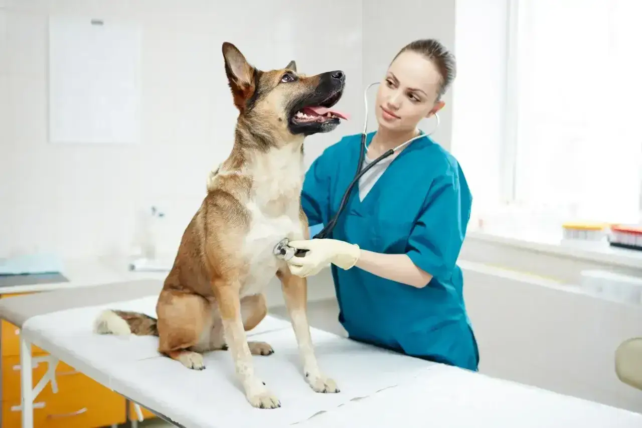 Weterynarz bada psa, który może mieć refluks. Objawy refluksu u psa są badane przez lekarza.