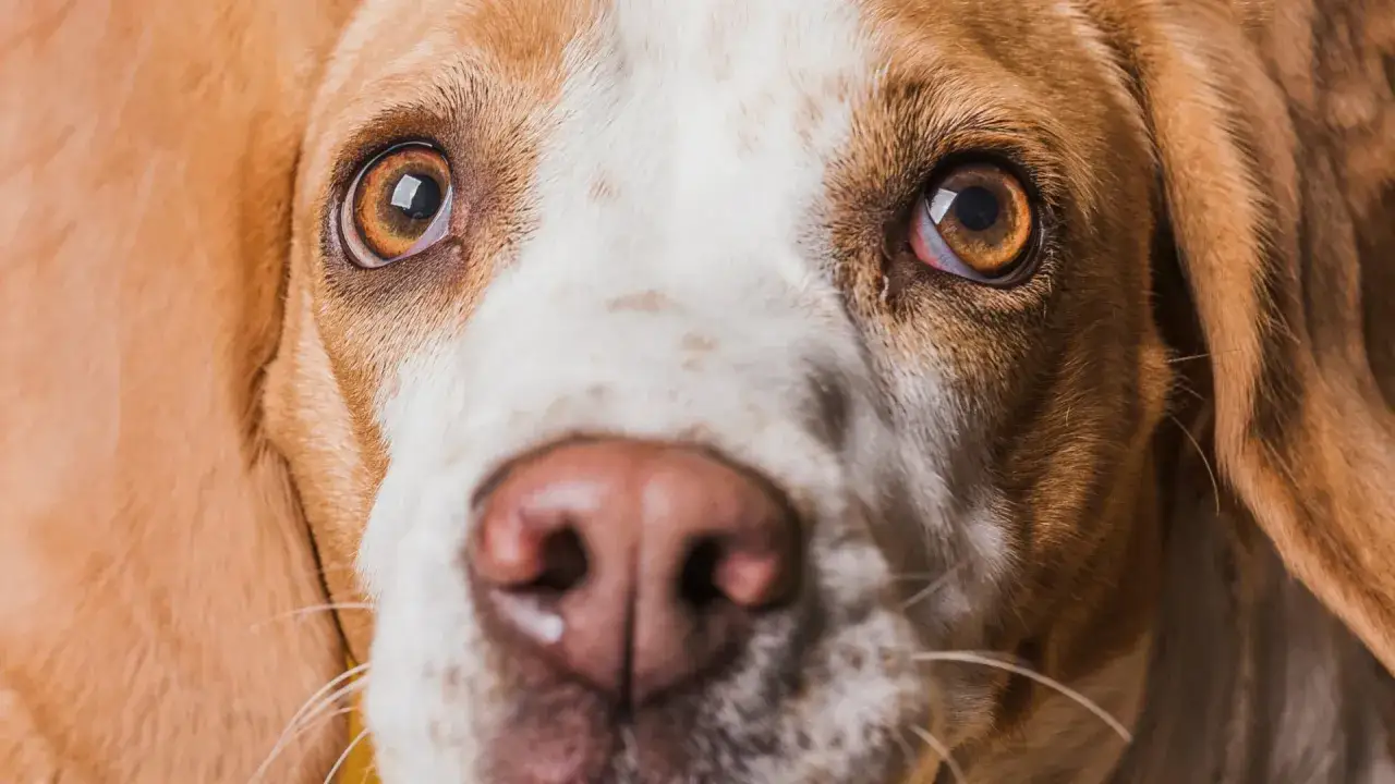 Zbliżenie na pysk psa rasy beagle. Widać jego brązowe oczy, które wydają się lekko zaczerwienione, oraz wilgotny, różowy nos.