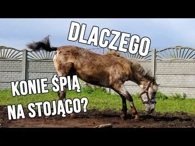 Koń śpiący na stojąco