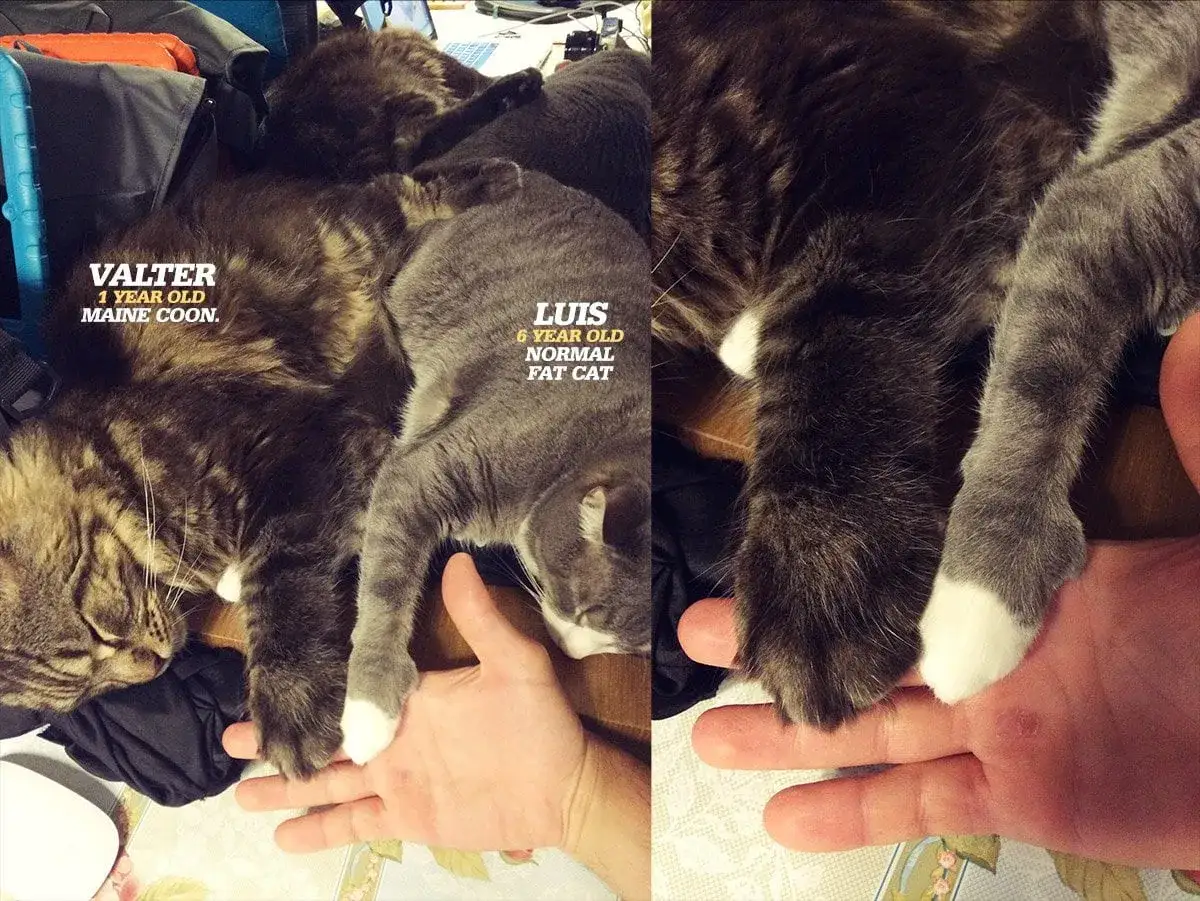 Valter, 1-roczny maine coon najwiekszy, śpi obok kota Luisa.
