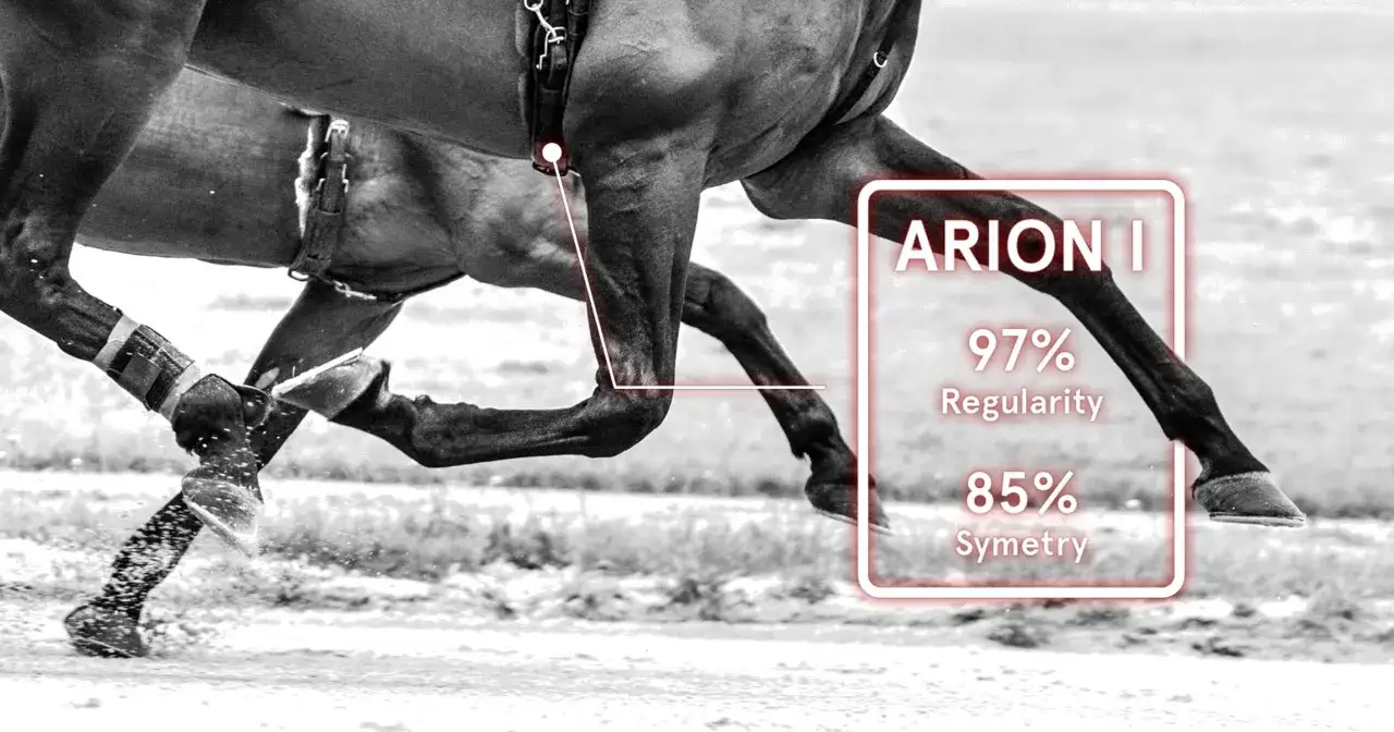 Analiza ruchu konia Arion I: 97% regularności, 85% symetrii. Wskazuje na nieprawidłowy kłus konia.