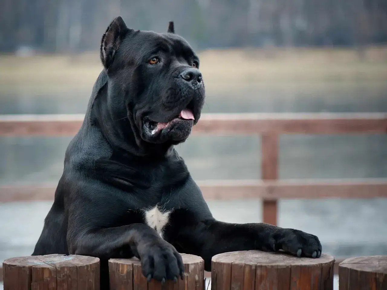 Potężny, czarny pies rasy Cane Corso, największy przedstawiciel tej rasy, opiera się o drewniane pnie.