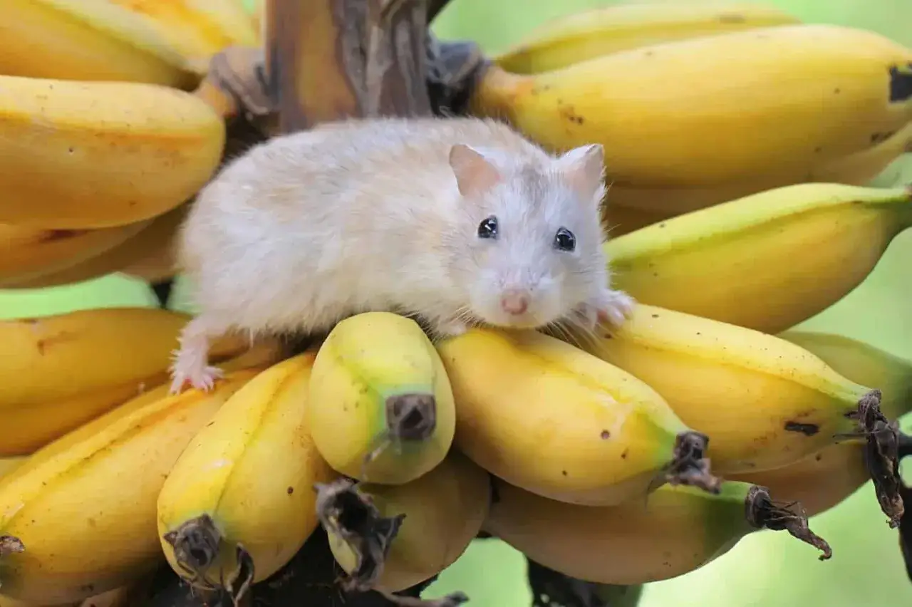Mały chomik na kiści bananów. Czy chomiki mogą jeść banany? Ten słodziak wygląda, jakby chciał się przekonać!