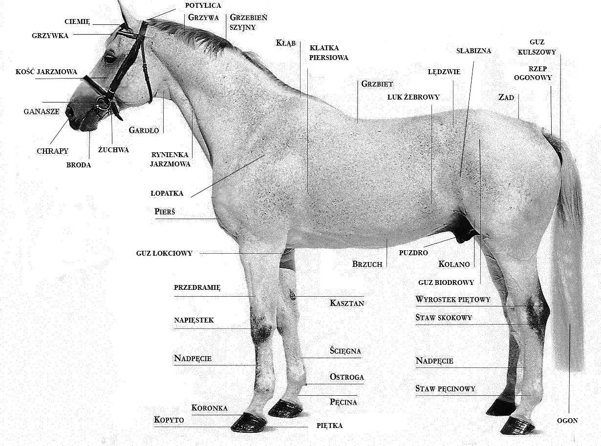 Anatomia konia w stępie. Widoczne części ciała: grzywa, łopatka, grzbiet, zad, ogon, pysk, gardło, pierś, brzuch, nogi z kopytami.