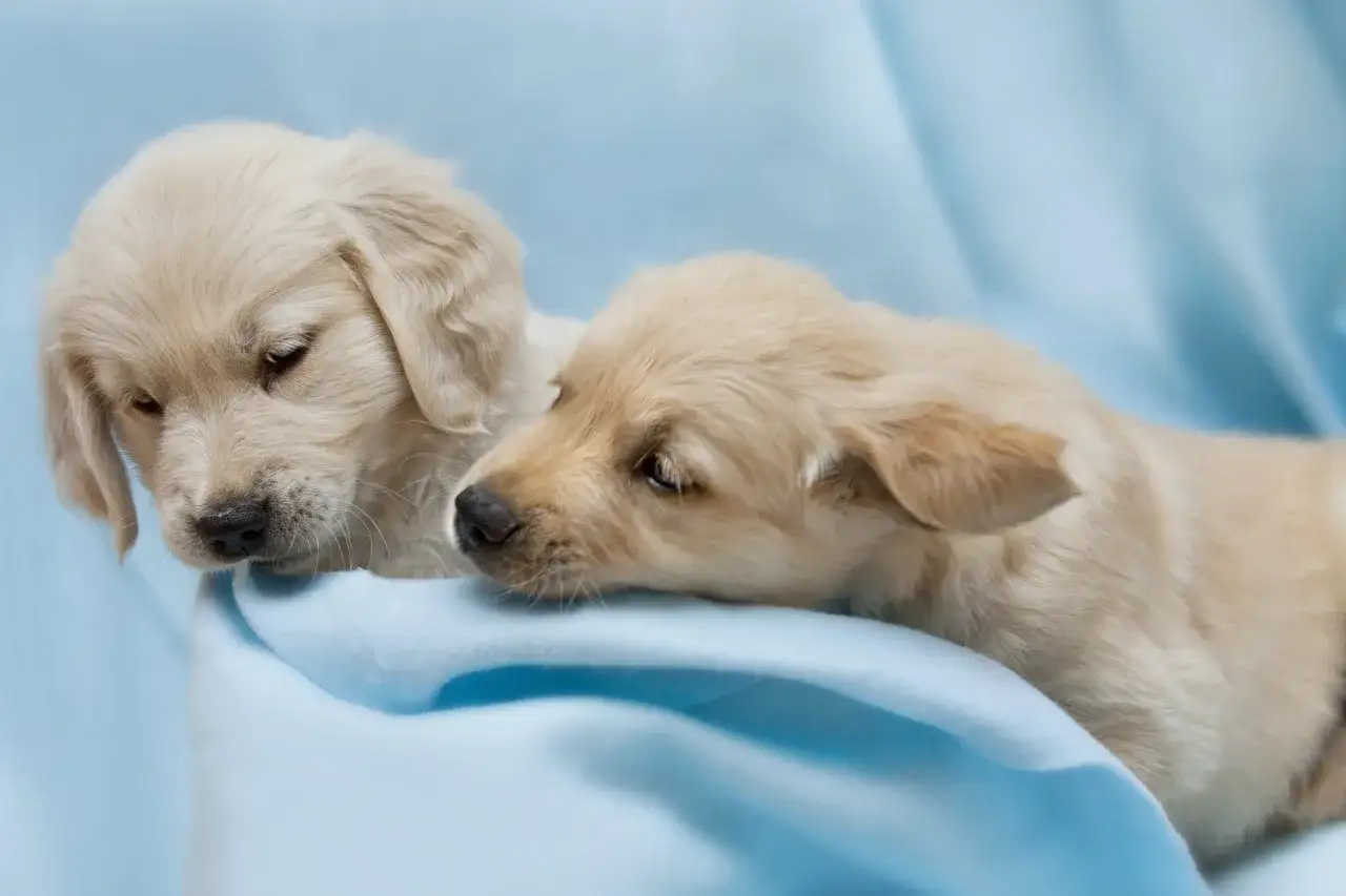 Dwa urocze szczenięta golden retriever, które wyglądają jak słodkie pluszaki. Zastanawiasz się nad golden retriever cena?